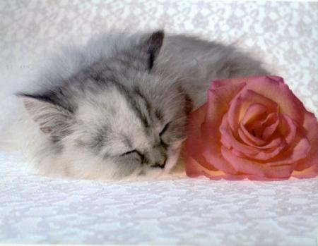 1er jour sans craquer OUF !