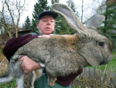 INCROYABLE LAPIN !!!