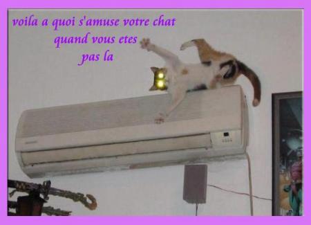 VOTRE CHAT