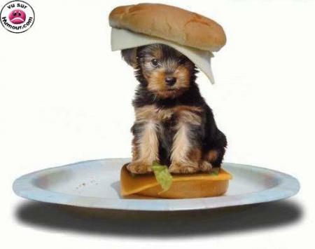 Ca manque de tomate !