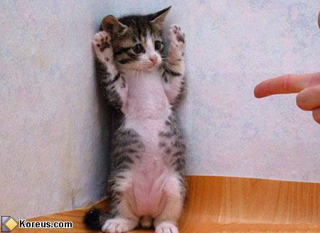 HO LES MAINS ! lol ! peau de lapin !