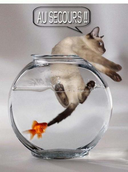 On dit que la petite bete ne mange pas la grosse . hum !  j'ai des doutes !