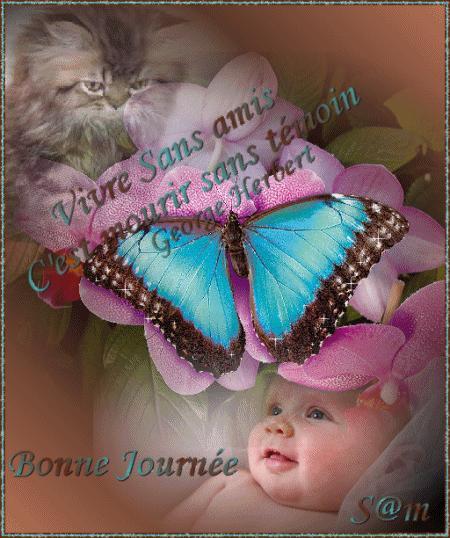 CADEAU DE SAM ( AZALEE )