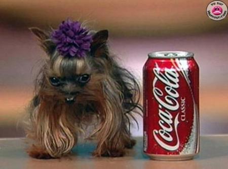 UN CHIEN HAUT COMME TROIS POMMES !! lol !!