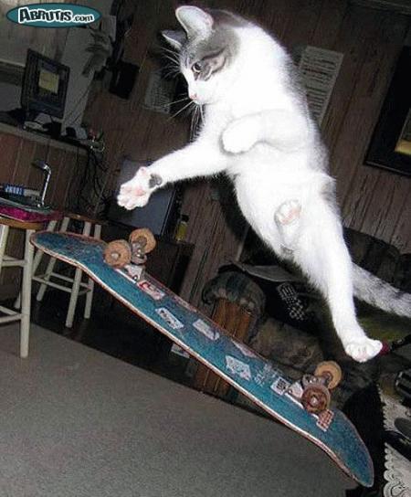 MES CHATS NE SONT PAS AUSSI DOUES ! ! lol ! !