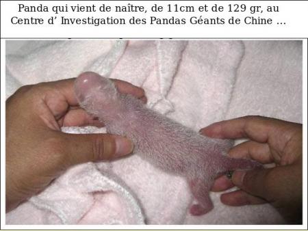 UN BEBE PANDA