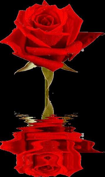 MERCI MON AMIE ( libellule-21 )