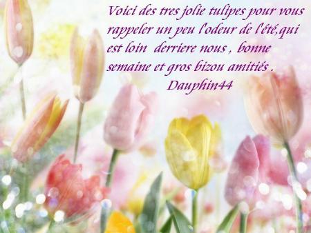 MERCI MON AMIE  ( dauphin44 )