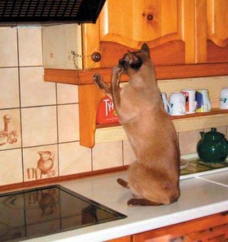 COMMENT VAIS - JE FAIRE POUR MANGER MAINTENANT ?