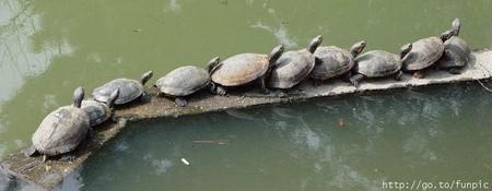 A LA QUEU LEU LEU, A LA QUEU LEU LEU ......