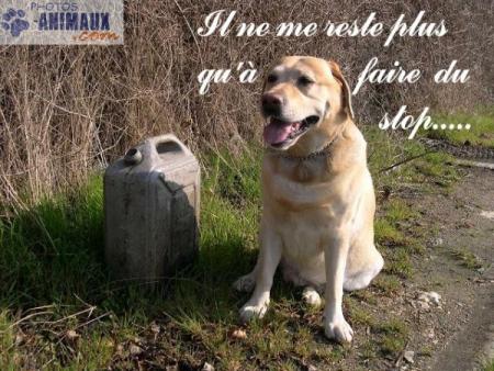 LA PANNE D' ESSENCE !