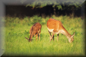 MERCI MON AMIE ( monuniversamoi )