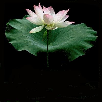 MERCI MON AMIE ( chamane )