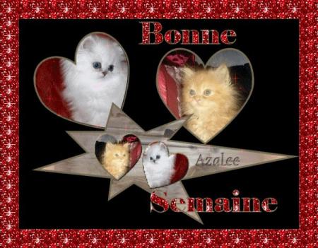 MERCI MON AMIE ( azalee )